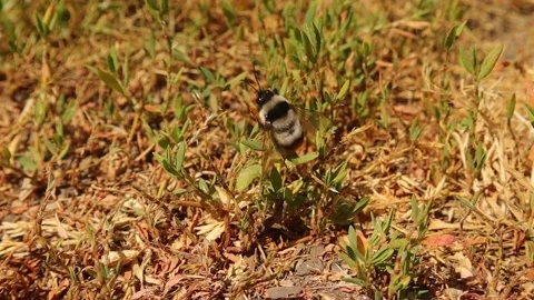 Bumblebee. Detail red tailed Bumble bee. Bombus cullumanus ssp. IHoneybee, bees Stock Footage 203442111