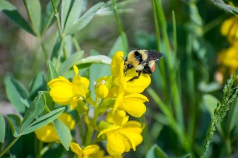 A Bumblebee in Devils Tower National Monument, Wyoming Stock Photos