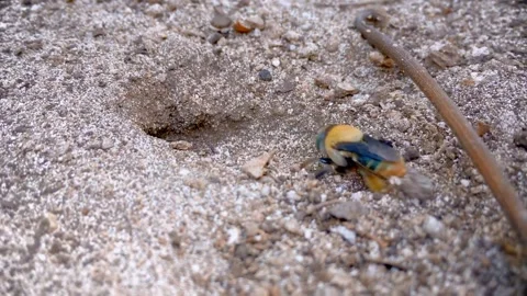 Bumblebee Digging Ground Close Up Macro Nature Behavior Footage Stock Footage 272529705