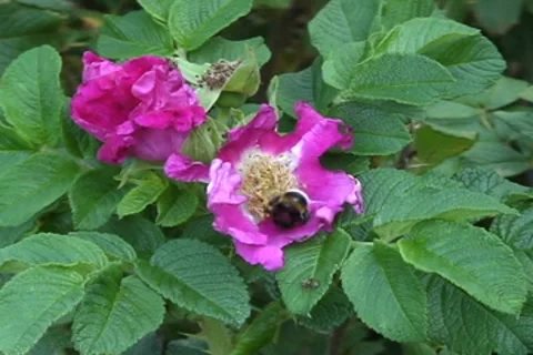 Bumblebee in a dogrose 動画素材 7907163