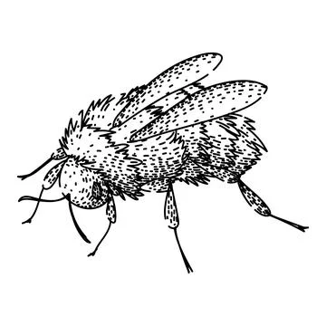 Bumblebee drawing insect illustration on white background Stock Illustration