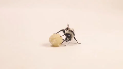 Bumblebee drinking honey. proboscis bees, insect mouth, tongue. Insect isolated Stock Footage 202206692
