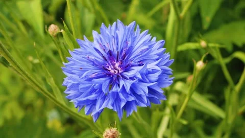 Bumblebee drinking nectar from a blue cornflower plant stock footage Stock Footage 312034083