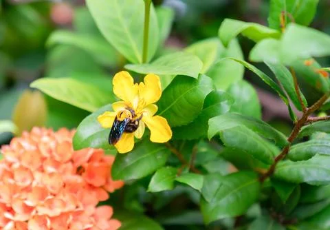 The bumblebee is drinking nectar from the flower's pollen. Stock Photos