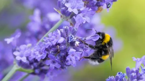 Bumblebee drinking nectar Stock Photos