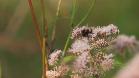 Bumblebee drinking nectar, slow motion 120p Stock Footage 280200989