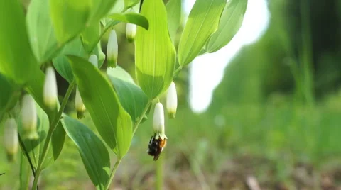 Bumblebee drinking nectar from the white blossom Stock Footage 63357520