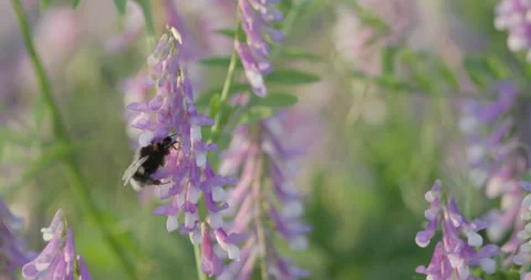 Bumblebee Drinking From Purple Flower. Slow Motion Close Up. Stock Footage 156457976