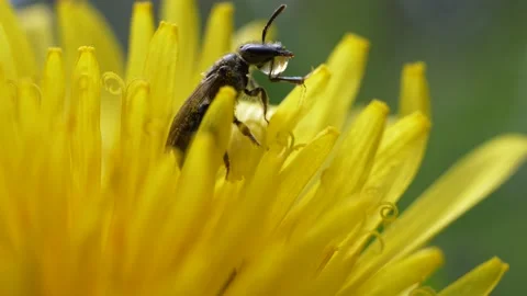 Bumblebee Drinking Water On Petals Of Dandelion Flower.  - macro, slow Stock Footage 155090819