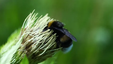 Bumblebee drinks nectar from a flower Stock Footage 279941228