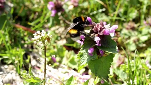 Bumblebee, Dumbledore pollinating, flying over spring wild nettle flowers Stock Footage 74929683