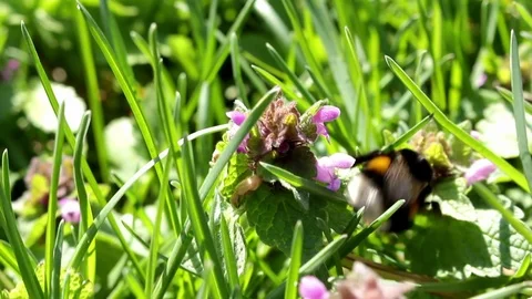 Bumblebee, Dumbledore pollinating, flying over spring wild nettle flowers Stock Footage 74929729