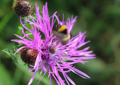 Bumblebee during flight over a meadow flower, Carpathians Stock Photos
