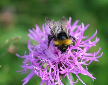 Bumblebee during flight over a meadow flower, Carpathians Stock Photos