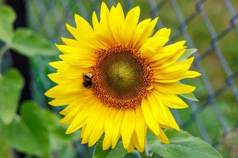 Bumblebee on a dwarf sunflower in Poland Stock Photos