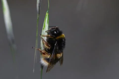 Bumblebee on an ear does not hold the weight, blurred background Stock Photos