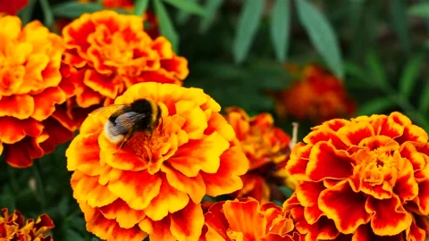 Bumblebee eating nectar on orange marigold Video stock 159658474