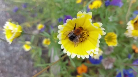 Bumblebee eating from yellow flower Stock Footage 201852719