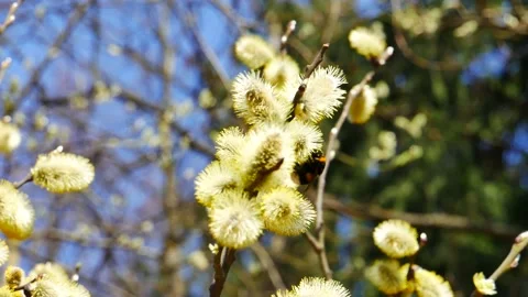 Bumblebee eats nectar from a blossoming pussy willow. 動画素材 152157018