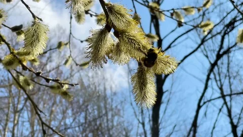 Bumblebee eats nectar from a blossoming willow. Stock Footage 152994205