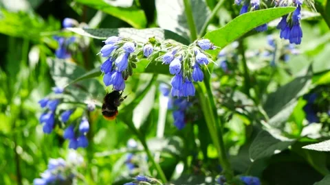 Bumblebee eats nectar on a blue flower. Stockbeeldmateriaal 155158044