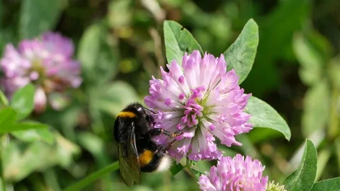 Bumblebee eats nectar on a clover flower. 動画素材 116543518