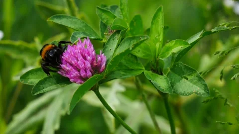 A bumblebee eats nectar on a clover flower and flies away. 스톡 동영상 197430951