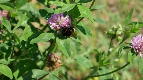 Bumblebee eats nectar on clover flowers. 스톡 동영상 132974316
