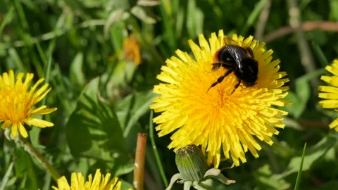 Bumblebee eats nectar on a dandelion. Stock-Footage 132815622