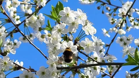 A bumblebee eats nectar on a flowering tree. Stock Footage 308847205