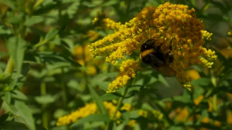 A bumblebee eats nectar on goldenrod flowers. 動画素材 145933181