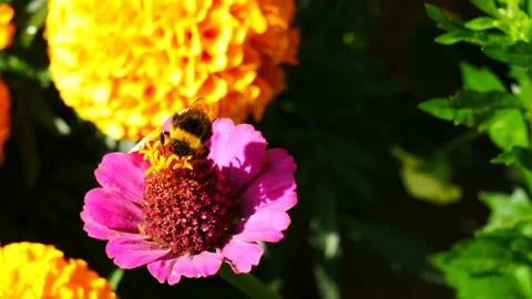 Bumblebee eats nectar on a pink flower. Stock Footage 165656056