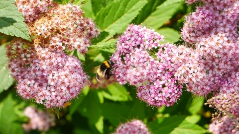 A bumblebee eats nectar on a pink flower. 스톡 동영상 199089201