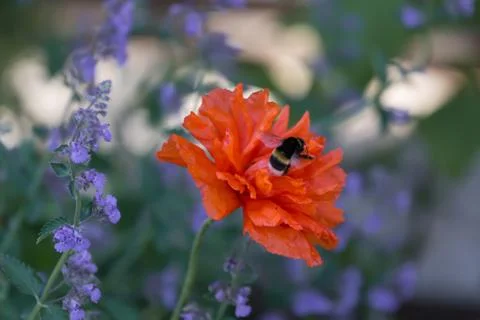 Bumblebee eats nectar from the poppy flower. Stock Photos