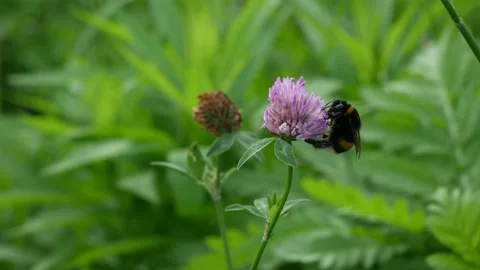 A bumblebee eats nectar on a red clover flower. Stock Footage 139102924