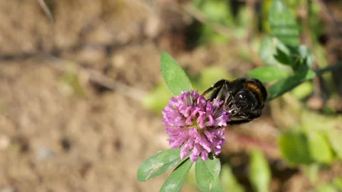 Bumblebee eats nectar on a red clover flower. Video stock 139706848