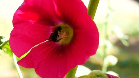 A bumblebee eats nectar on a red flower. 스톡 동영상 244584036