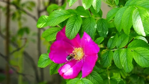 Bumblebee eats nectar on a rosehip flower. 스톡 동영상 155158195