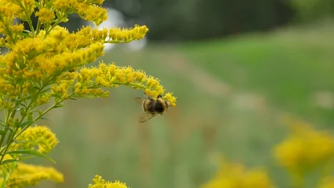 Bumblebee eats nectar on a yellow flower. Video stock 131627272