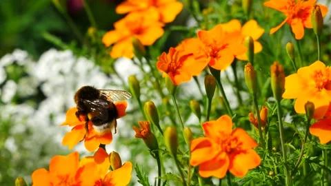 Bumblebee eats nectar on yellow flowers. 動画素材 160979223