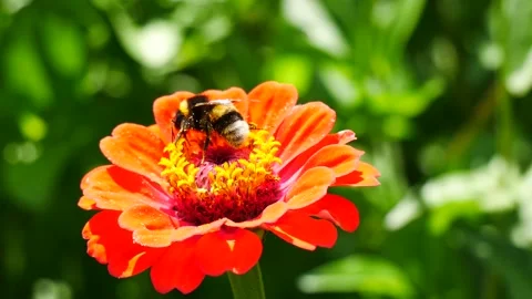 A bumblebee eats nectar on a zinnia flower. Video stock 315385214