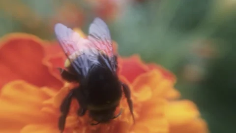 Bumblebee eats pollen on marigolds Video stock 137241751