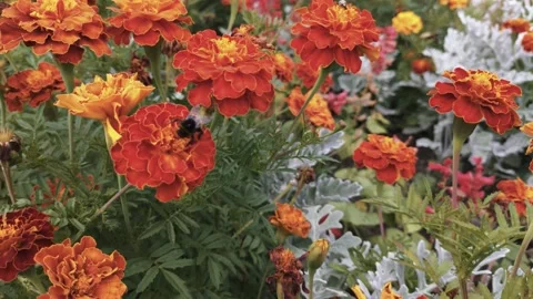 Bumblebee eats pollen on marigolds Stock Footage 137241767