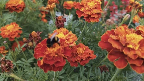 Bumblebee eats pollen on marigolds Stock Footage 137241788