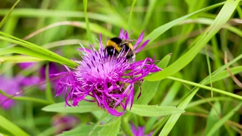 Bumblebee eats pollen from a pretty thistle flower Stock Footage 219786067