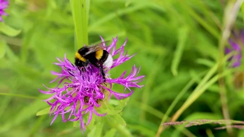 Bumblebee eats a pretty mountain flower pollen Stock Footage 219786174