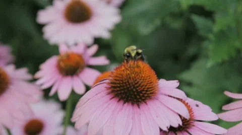 Bumblebee on echinacea flower Stock Footage 842076