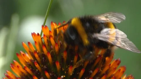 Bumblebee on echinacea flower Stock Footage 135231098