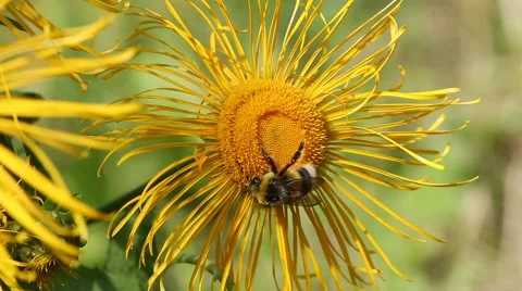 Bumblebee is on a elecampane flower Stock Footage 65177677