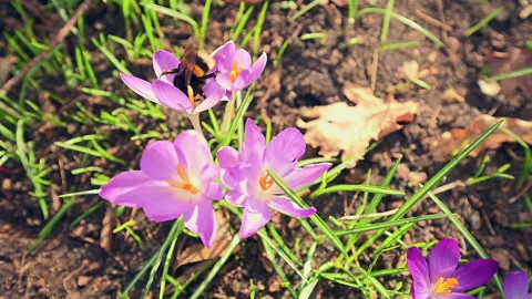 Bumblebee emerging from a flower with yellow pollinated head Video stock 149745767